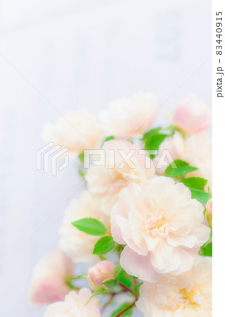 ピンク色バラの花束　アップ　縦　写真 83440915