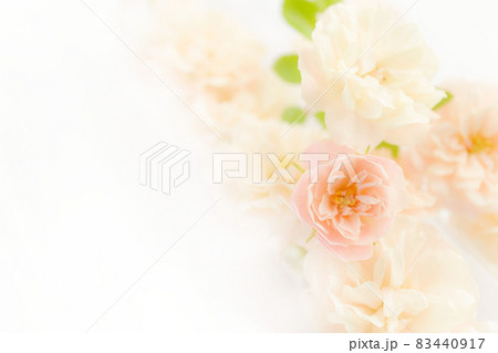 淡いピンクの花束 背景白 バラ 83440917