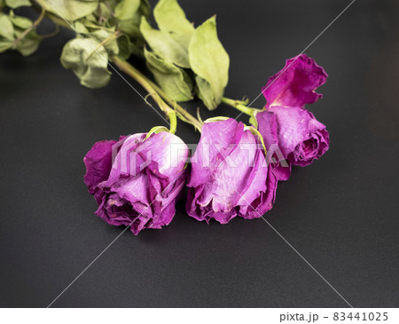 Beautiful pink roses dry and withered on a shiny black background 83441025