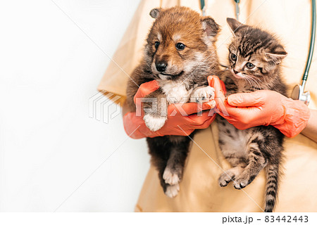 Vet examining dog and cat. Puppy and kitten at veterinarian doctor. Pet vaccination. Vet examining dog and cat. Puppy and kitten at veterinarian doctor. Pet vaccination. 83442443
