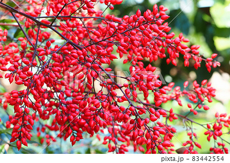 尖った赤い木の実の写真素材
