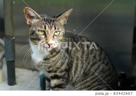 生まれて一年以上住み慣れた場所を離れる前の野良猫のキジトラ白オス 生まれて一年以上住み慣れた場所を離れる前の野良猫のキジトラ白オス 83442607