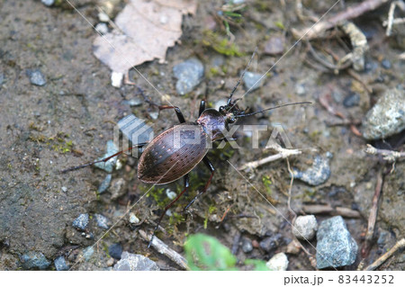 オサムシ　山の中　9月 83443252