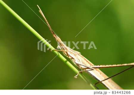 ショウリョウバッタ 茶色 9月 ショウリョウバッタ 茶色 9月 83443266