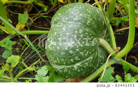 Green pumpkin grows in the garden, the concept of growing organic vegetables Green pumpkin grows in the garden, the concept of growing organic vegetables 83443353