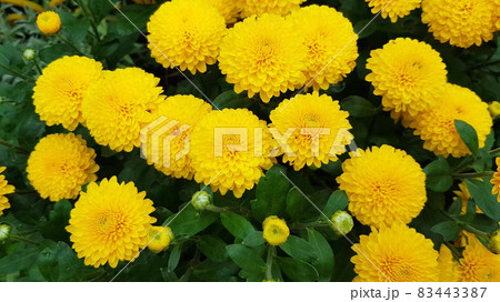 fresh organic piece of fabric of yellow flowering chrysanthemums and buds bloomed with bright yellow petals. Autumn flowers 83443387