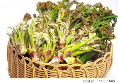 山菜 83443885