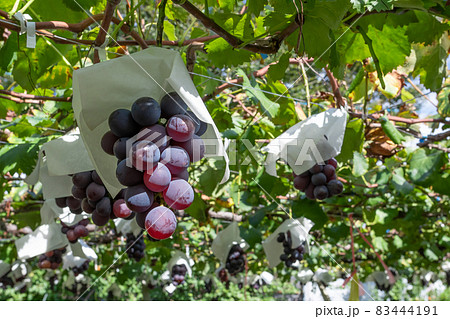 山梨県勝沼　巨峰のぶどう棚 83444191