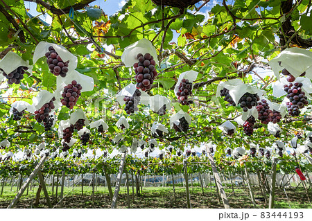 山梨県勝沼　巨峰のぶどう棚 83444193
