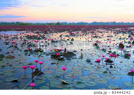 赤い睡蓮の海（タレー・ブア・デーン） 83444242