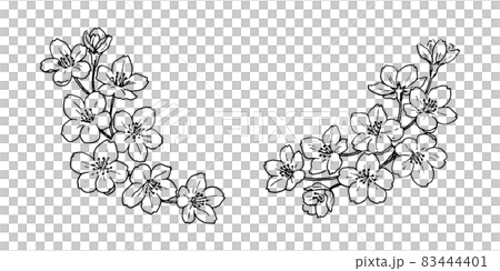 桜のペン画　セット 83444401