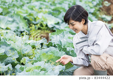 キャベツを育てる作業着を着た女性の写真素材