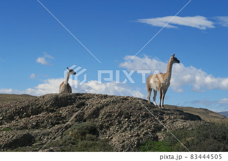 トーレス・デル・パイネ国立公園 トーレス・デル・パイネ国立公園 83444505