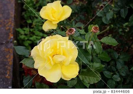 ふんわり柔らかく咲く黄色のバラ　秋の穏やかな日に 83444606