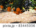 食べ頃のミカン 83445036