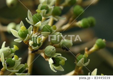 自然 植物 カラスザンショウ、雌雄異株の木。雌花です。立派な雌しべに丸い大きな子房、みのる気満々? 自然 植物 カラスザンショウ、雌雄異株の木。雌花です。立派な雌しべに丸い大きな子房、みのる気満々? 83445039