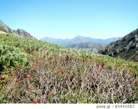 葉の落ちたナナカマドと後ろ立山連峰 葉の落ちたナナカマドと後ろ立山連峰 83445087