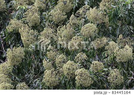 自然　植物　カラスザンショウ、雌雄異株。満開の雄花。花の密集度が高く上から見ると壮観です 83445164