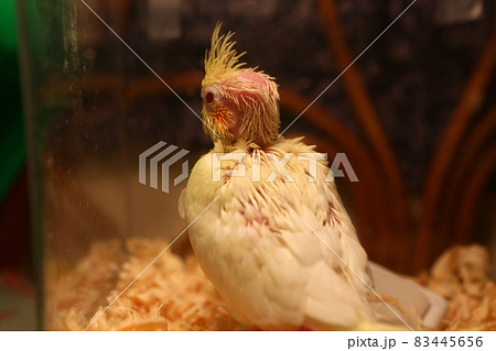 おしどり夫婦 インコ オウム 83445656