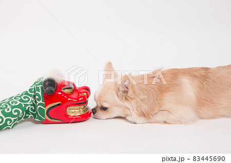 小さな獅子舞の置物とクリーム色のロングコートチワワ 小さな獅子舞の置物とクリーム色のロングコートチワワ 83445690