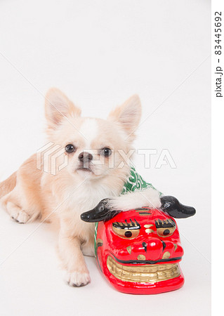 小さな獅子舞の置物とクリーム色のロングコートチワワ 小さな獅子舞の置物とクリーム色のロングコートチワワ 83445692