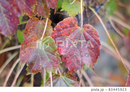 秋に紅葉した蔦の葉っぱ。兄弟のよう 秋に紅葉した蔦の葉っぱ。兄弟のよう 83445923