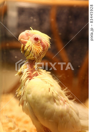 インコ オウム いんこ 83445928
