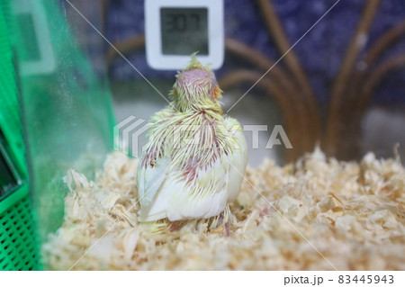 鳥 鳥類 家禽 83445943