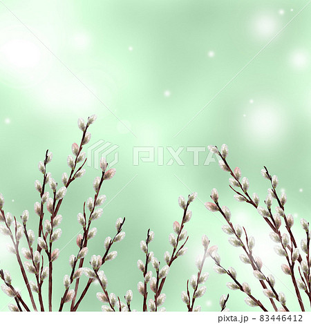 水彩のネコヤナギのイラスト 緑背景 水彩のネコヤナギのイラスト 緑背景 83446412