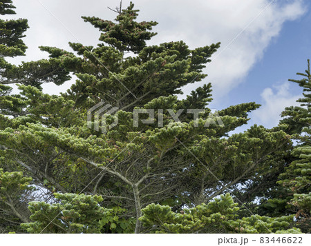 北海道 礼文島のトドマツ Abies sachalinensis, Hokkaido, Japan 北海道 礼文島のトドマツ Abies sachalinensis, Hokkaido, Japan 83446622