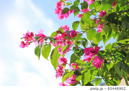 満開のブーゲンビリア（筏葛 /　いかだかずら） 83446902