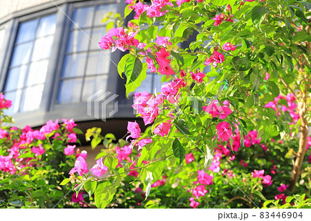 Bougainvillea in full bloom (Raft Kuzu / Raft... - Stock Photo [83446904] -  PIXTA