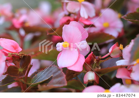 ピンク色のベゴニアの写真素材