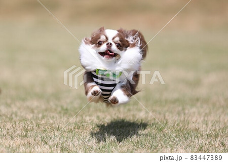 元気に遊ぶ子犬 83447389