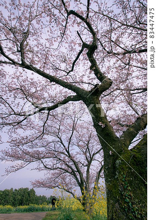 白木峰高原　長崎　諌早　コスモス　桜　菜の花 83447475