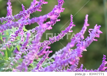 紫色のアメジストセージ（メキシカンブッシュセージ） 83447771