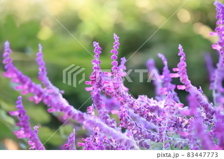 紫色のアメジストセージ（メキシカンブッシュセージ） 83447773