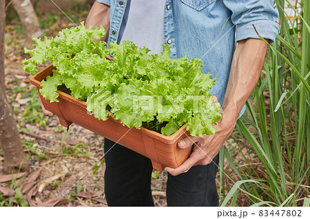 Wide Angle Left View Gardener Hold Lettuce in Long Plant Pot Wide Angle Left View Gardener Hold Lettuce in Long Plant Pot 83447802