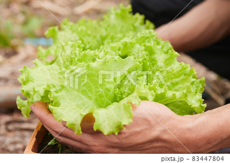 Side View Gardener Hold Green Lettuce Leaves Side View Gardener Hold Green Lettuce Leaves 83447804