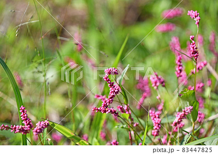 イヌタデ（犬蓼） 83447825