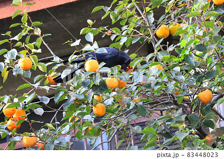 柿をついばむカラス 柿をついばむカラス 83448023