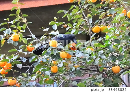 柿をついばむカラス 83448025