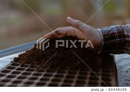 Gardening concept two hand of a gardener inserting rich black soil to nursery trays preparing for growing seedlings Gardening concept two hand of a gardener inserting rich black soil to nursery trays preparing for growing seedlings 83448109