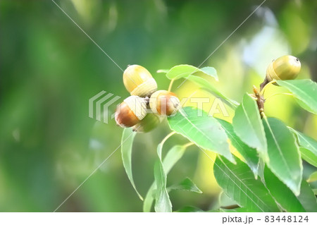 たくさんの実をつけた白樫（シラカシ）の木　　 83448124