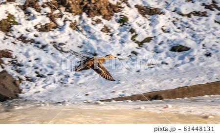 Mallard Duck flies over the snowy river bank Mallard Duck flies over the snowy river bank 83448131