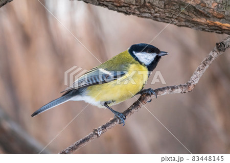 Cute bird Great tit, songbird sitting on a branch without leaves in the autumn or winter. 83448145