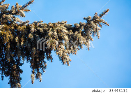 Green spruce branches with needles and cones against a blue sky in winter. Many cones on spruce. Fir tree. 83448152