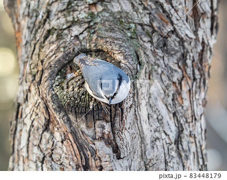 Eurasian nuthatch or wood nuthatch, lat. Sitta europaea, sitting on a tree trunk with a blurred background. 83448179