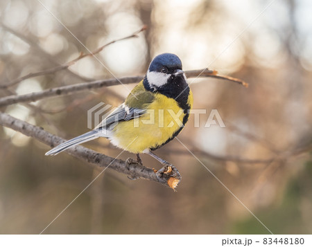 Cute bird Great tit, songbird sitting on a branch without leaves in the autumn or winter. 83448180