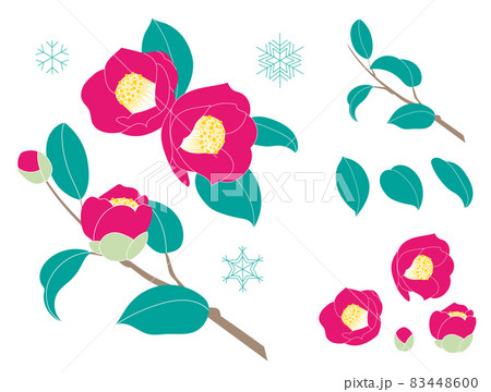 冬の花 椿のイラストのイラスト素材